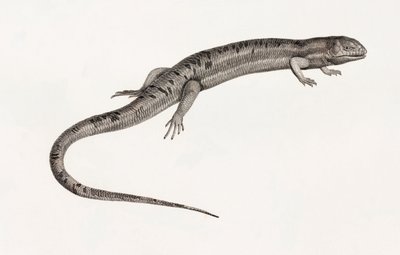 Reptielen: Gigantische anolen door Unbekannt