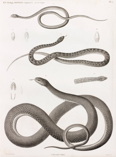 Reptielen: serie illustraties van slangen door Unbekannt
