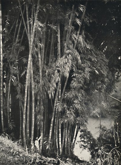 Riesenbambus Dendrocalamus giganteus in Peradeniya bij Kandy, 1926 door Unbekannt