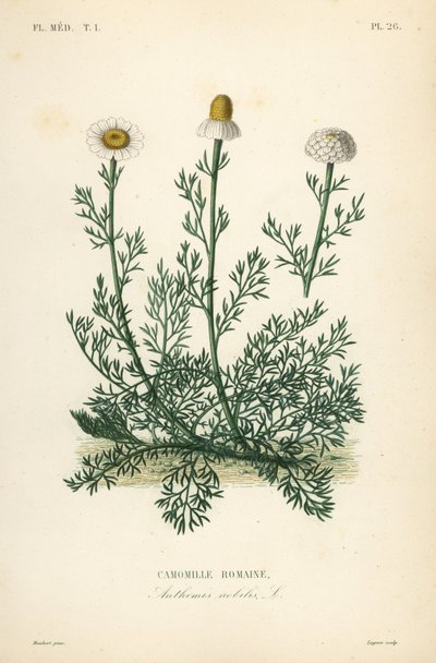Romeinse kamille, Chamaemelum nobile, Anthemis nobilis door Unbekannt