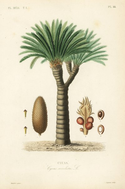 Sagopalm, Cycas revoluta door Unbekannt