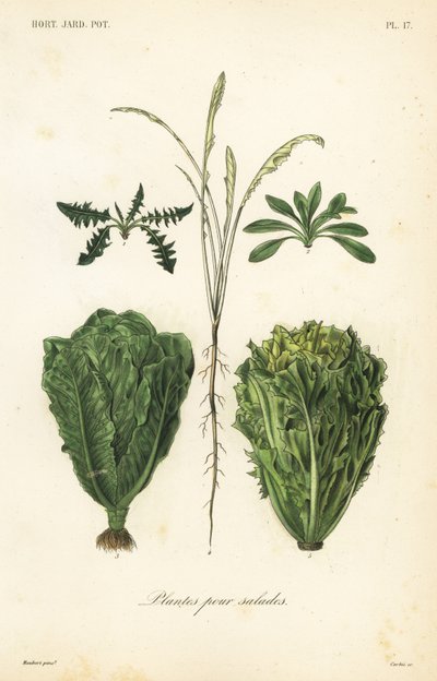 Saladeplanten door Unbekannt