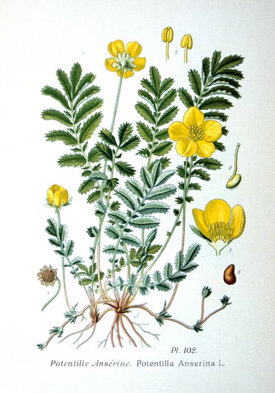 Zilverkruid, 1893 door Unbekannt