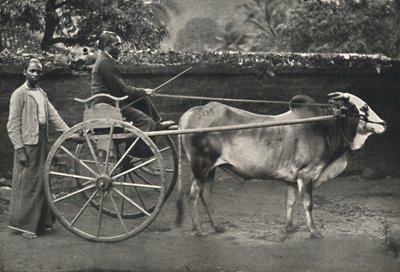 Singalees Ossenkarretje, 1926 door Unbekannt