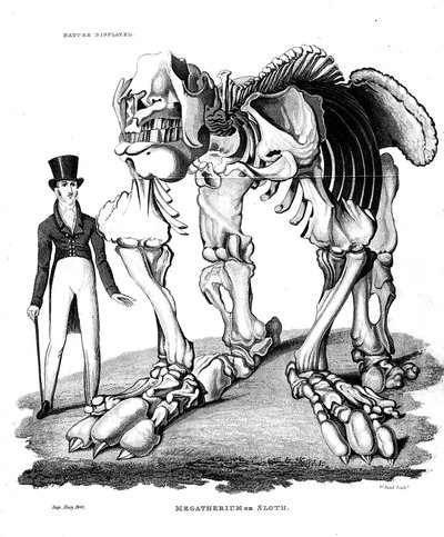 Skelet van Megatherium, uitgestorven reuzenluiaard, 1823 door Unbekannt