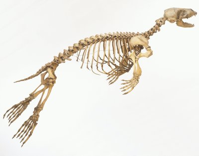 Skelet van een gewone zeehond (Phoca vitulina) 