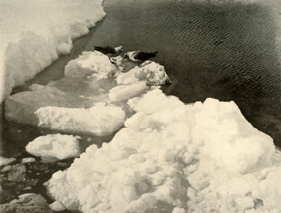Skua Meeuwen aan de Ijsrand, c1908 door Unbekannt