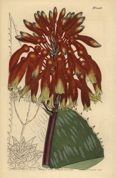 Zeepaloë of zebra-aloë, Aloe maculata door Unbekannt