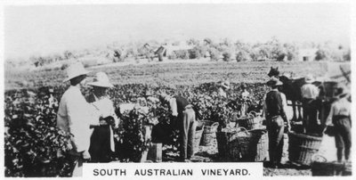 Zuid-Australische wijngaard, 1928 door Unbekannt