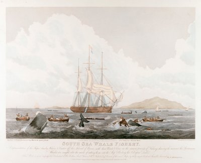 Zuidzee Walvisvangst, 1825 door Unbekannt