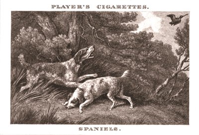 Spaniels, 1924 door Unbekannt