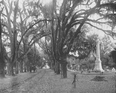 Spaans mos op levende eiken, Savannah, Georgia, VS door Unbekannt