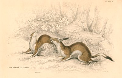 Hermelijn Mustela erminea, lid van de wezelsfamilie, 1828 door Unbekannt