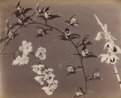 Studie van orchideeën door Unbekannt