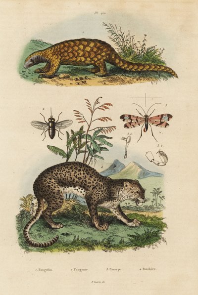 Sunda pangolin, Manis javanica, ernstig bedreigd 1, luipaard, Panthera pardus 4, daas, Tabanus rostratus 3, schorpioenvlieg, Panorpa communis 3 door Unbekannt
