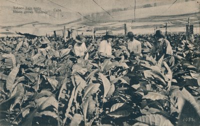 Tabaco bajo toldo. Schaduwtabak - Cuba door Unbekannt
