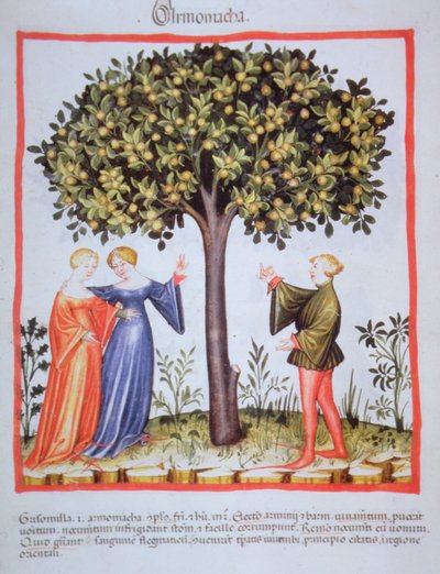 "Tacuinum Sanitatis" Codex Vindobonensis Nova Series 2644, fol. 9, Abrikozen plukken, Miniatuur (1370-1400) door Unbekannt