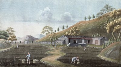 Theeplantage, China, 19e eeuw door Unbekannt