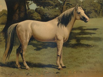 De Arabische pony van generaal Sir Hope Grant, ca. 1879 door Unbekannt