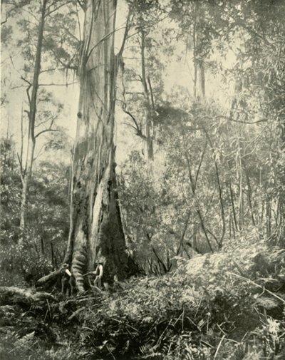 De Baron, een beroemde hoge boom, 1901 door Unbekannt