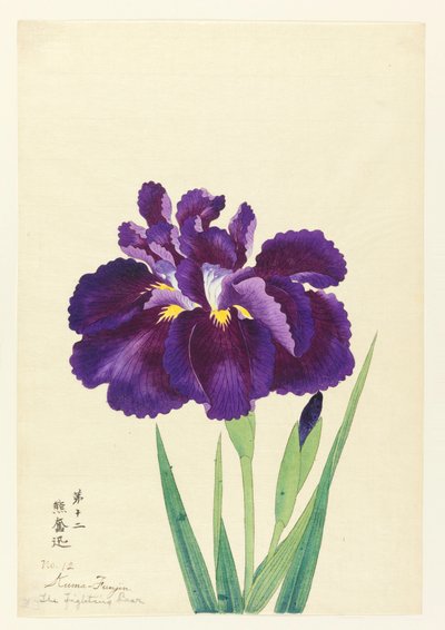 De Vechtende Beer (Kuma Funjin), Nr. 12, ca. 1910 door Unbekannt