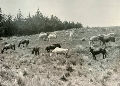 De Mantsjoerijse pony