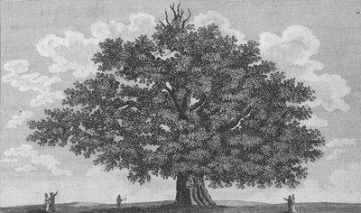 De Penshurst Eik, 1794 door Unbekannt