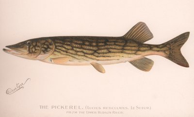 De snoek Lucius Reticulatus. Le Sueur, ca. 1920s door Unbekannt