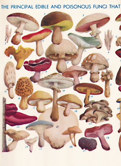 De belangrijkste eetbare en giftige paddenstoelen in de Britse eilanden, 1935 door Unbekannt
