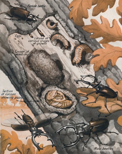 Het Verhaal van de Grootste Britse Kever, 1935 door Unbekannt