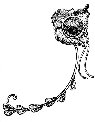 De mot Acontia luctuosa en orchideeënstuifmeel, 1862 door Unbekannt