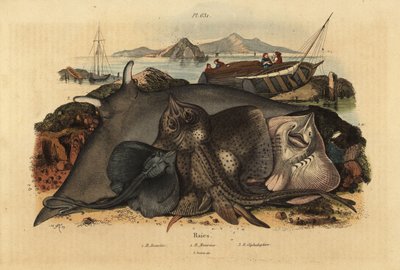 Stekelrog, Raja clavata 1, Lusitaanse koeneusrog, Rhinoptera marginata 2, en reuzenmanta, Mobula mobular 3, bedreigd door Unbekannt