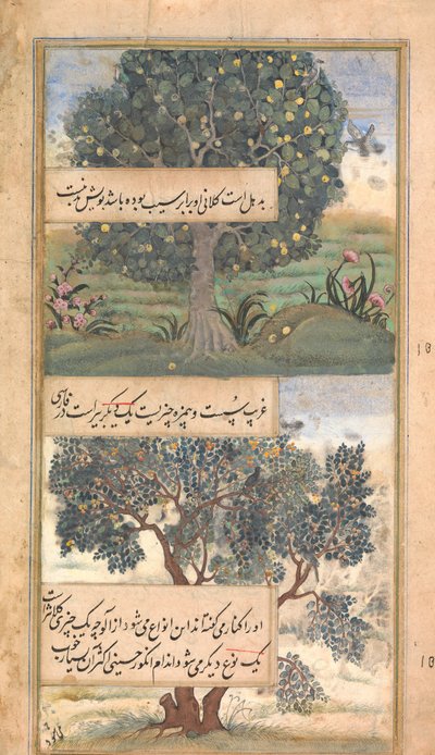 Drie Bomen van India, Folio uit een Baburnama Autobiografie van Babur, eind 16e eeuw door Unbekannt