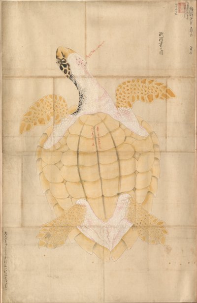 Schildpad door Unbekannt