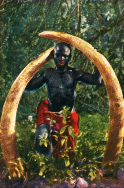 Slagtanden van een Afrikaanse olifant, ca. 1928 door Unbekannt