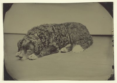 Naamloze Hond door Unbekannt