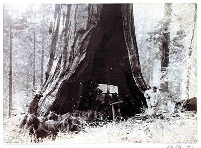Wagen die door een gigantische boom rijdt, Noord-Amerika, circa 1900 door Unbekannt
