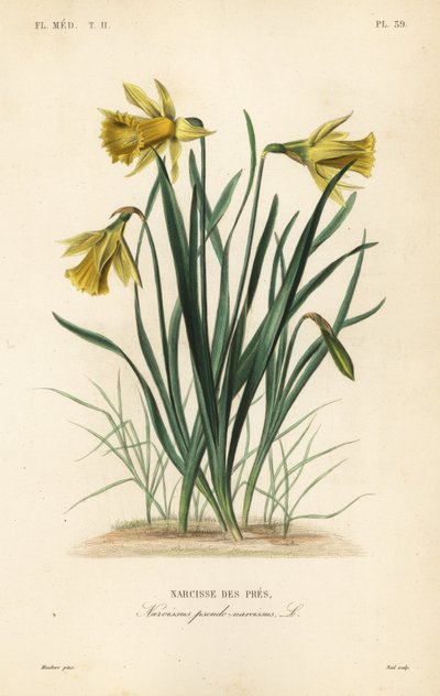 Wilde narcis of Lentelilie, Narcissus pseudonarcissus, Narcissus pseudo-narcissus, Narcisse des pres door Unbekannt