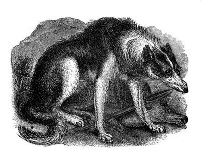 Wolfshond, 1848 door Unbekannt