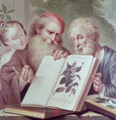 Illustratie uit Hortus Cliffortianus, door Carl Linnaeus (1707-78) gepubliceerd Amsterdam 1737-38 door Unbekannt Unbekannt