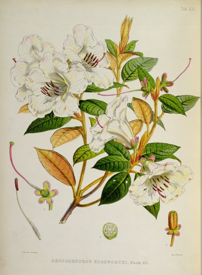 Rhododendron: Edgeworthi uit `The Rhododendrons of Sikkim-Himalaya door J.D. Hooker 1849-51 door Unbekannt Unbekannt