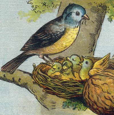 Een vogel voedt zijn jongen in een nest door Unbekannt