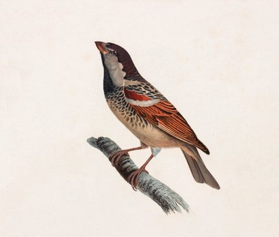 Een kleurenillustratie van een vogel door Unbekannt