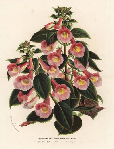 Achimenantha x naegelioides, roze en gouden cultivar. Plectopoma naegelioides aureo-roseum. Handgekleurde lithografie uit Louis van Houtte en Charles Lemaire