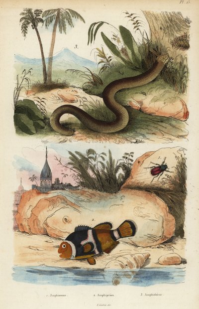 Amphicoma scullelata 1, zadeldakclownvis, Amphiprion polymnus 2 en witte wormhagedis, Amphisbaena alba 3 door Unbekannt