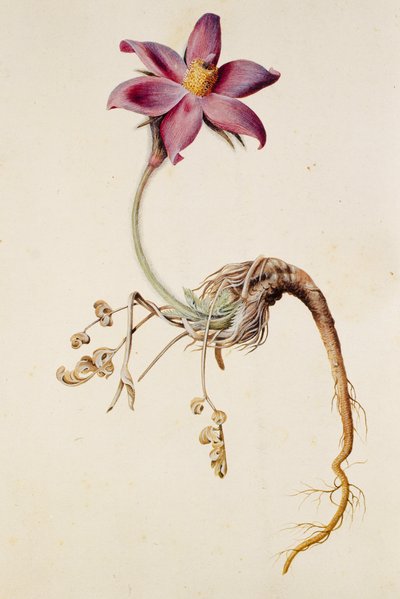 Anemone pulsatilla door Unbekannt