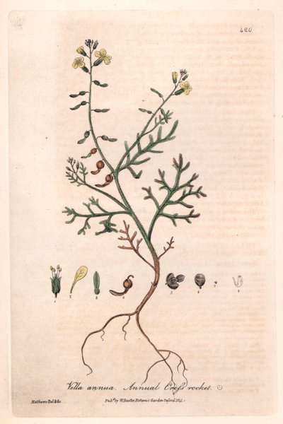 Jaarlijkse Vella (Vella annua) - Botanische plaat door Isaac Russell, gegraveerd door Charles Matthews, uit English Botanical Phenomenes door William Baxter (1788-1871) door Unbekannter Künstler