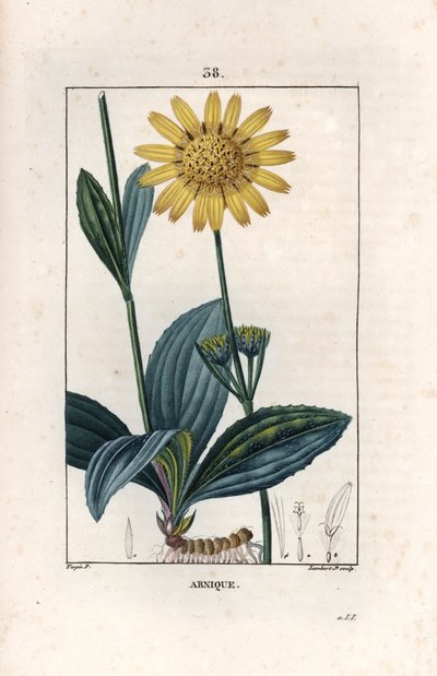 Arnique (arnica) - Gravure door Lambert fils, naar een tekening van Pierre Jean Francois Turpin, uit La flore medicale, de Chaumeton, Poiret et Chamberet, Parijs 1830 - Bergarnica, Arnica montana door Unbekannter Künstler