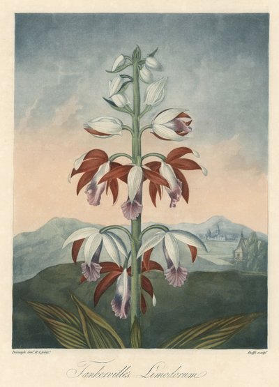 Aziatische orchideeënvariëteit. Gravure, uit The Temple of Flora, door Dr. Robert Thornton door Unbekannter Künstler