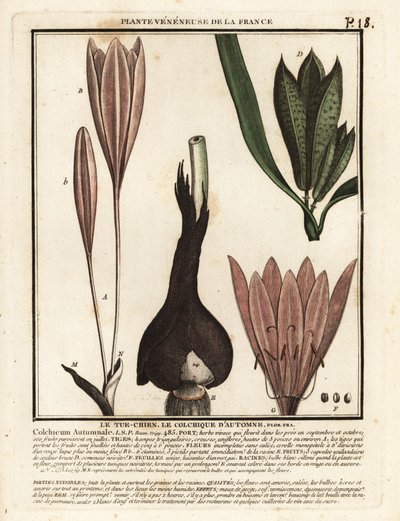 Herfsttijloos, Colchicum autumnale door Unbekannter Künstler
